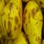 فایل اهمیت کاربرد کود های کلسیم در باغات درختان گلابی