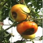 فایل کاربرد کودهای کلسیم و بور موثردر بهبودی میوه با کیفیت در زراعت گوجه فرنگی