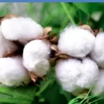 فایل اهمیت کاربرد ریزمغذی ها در زراعت پنبه