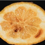 فایل اهمیت ریزمغذی هادر افزایش تولید درختان مرکبات