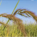 فایل کنترل علف های هرز مزارع برنج در خزانه و زمین اصلی