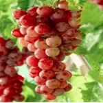 فایل تغذیه برگی درختان انگور به منظور افزایش تولید و کیفیت میوه انگور