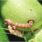 فایل کنترل آفات پنبه با استفاده از سموم حشره کش موثر