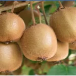 فایل افزایش تولید میوه کیوی و تقویت کیفیت میوه