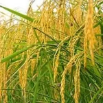 فایل اهمیت کاربرد ریزمغذی ها در زراعت برنج