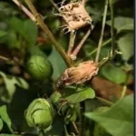 فایل اهمیت کاربرد کود های پتاسه در افزایش تولید و توان بوته های پنبه