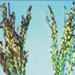 فایل اهمیت کاربرد کود های سیلیکاته در زراعت برنج