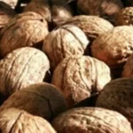 فایل تغذیه برگی درختان گردو