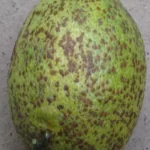 فایل کنترل آفات مکنده درختان مرکبات