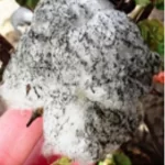 فایل کنترل افت مکنده سفید بالک در زراعت پنبه