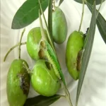 فایل کنترل آفات درختان زیتون