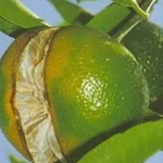 فایل مربوط به تولید میوه های مرکبات با کیفیت بهتر