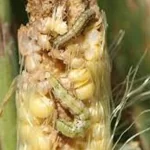 فایل کنترل آفات زراعت ذرت با سموم حشره کش موثر