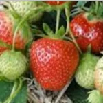 فایل برنامه داشت زراعت توت فرنگی در مورد تغذیه و کنترل بیماری ها و آفات