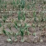 فایل کنترل آفات  در زراعت پیاز و سیر