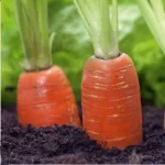 فایل افزایش تولید ریشه هویج با حفظ در برابر افات و بیماری ها