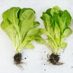 فایل تغذیه برگی و ریشه ای بوته های کاهو