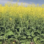 اهمیت کاربرد کود های الی و محرک های زیستی در زراعت کلزا