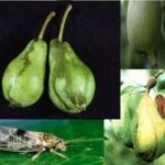 فایل کنترل آفات درختان میوه گلابی در طول سال