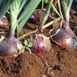 فایل کاربرد کود های آلی و محرک رشد و نمو در زراعت پیاز و سیر