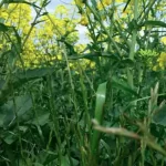 فایل کنترل علف های هرز در زراعت کلزا