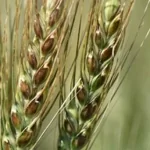 فایل اهمیت کاربرد ریزمغذی ها یا عناصر میکرو در زراعت گندم و جو