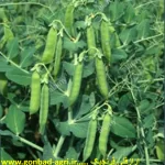 فایل اهمیت کاربرد ریزمغذی ها یا عناصر میکرو در تولید غلاف سبز نخود فرنگی