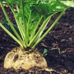 کاربرد کود های آلی به خصوص اسید های آمینه  در زراعت چغندرقند