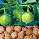 اهمیت مصرف کود های ریزمغذی در زراعت نخود