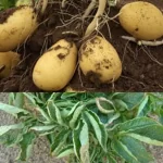 اهمیت کاربرد ریزمغذی ها در زراعت سیب زمینی