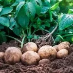 فایل تغذیه بوته های سیب زمینی و کنترل بیماری های آن