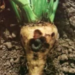 فایل کنترل آفات چغندرقند با سموم حشره کش موثر و کارا