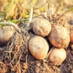 فایل کنترل بیماری ها و تغذیه بوته های سیب زمینی