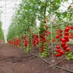 فایل تغذیه بوته های گوجه فرنگی در شرایط گلخانه