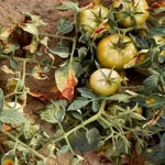 فایل کنترل بیماری های گوجه فرنگی