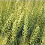 فایل اهمیت کاربرد کود های پتاسه در زراعت گندم و جو