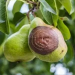 فایل کنترل بیماری های درختان سیب و گلابی