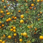 فایل اهمیت کاربرد کود های آلی جلبک دریایی و اسید امینه در باغات درختان مرکبات