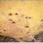 فایل کنترل آفات زراعت هندوانه و خربزه