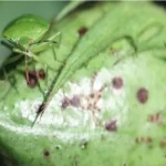 فایل کنترل آفات مکنده در زراعت پنبه