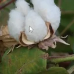 اهمیت عناصر بور و کلسیم در افزایش تولید وش پنبه