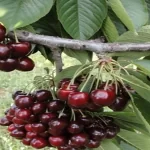 فایل تغذیه برگی درختان گیلاس و آلبالو برای افزایش تولید و کیفیت میوه