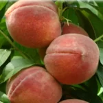 اهمیت ریزمغذی ها در افزایش تولید میوه و کیفیت آن در درختان میوه هسته دار