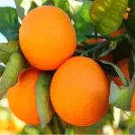 فایل کود های ریزمغذی موثر در افزایش تولید و کیفیت میوه مرکبات