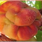 فایل کنترل آفات درختان میوه هلو و شلیل