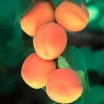 مدیریت باغات درختان زردآلو  به منظور افزایش تولید و کیفیت میوه