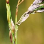 فایل کنترل بیماری ها در زراعت برنج