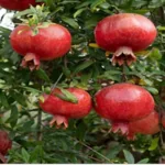 تاثیر کود های پتاسه در افزایش تولید و کیفیت میوه های انار