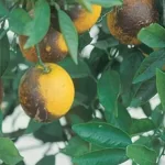 فایل کنترل کنه های زیان آور در باغات درختان مرکبات