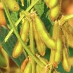 تاثیر کود های ریزمغذی در افزایش تولید دانه سویا